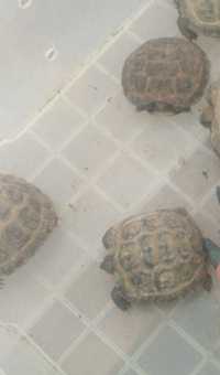 Черепашки черепахи