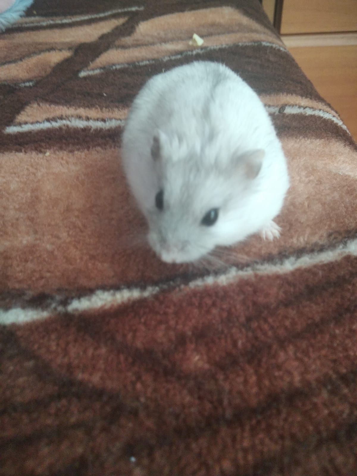 Donez hamsteri siberieni