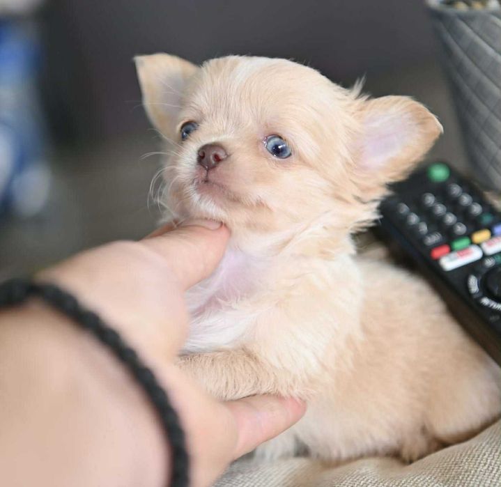 Мъжко дългокосместо мини чихуахуа изабел
