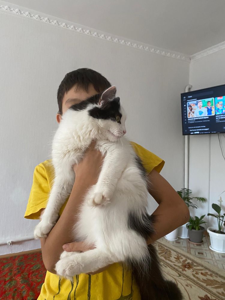 Продается Кошка,в очень хорошем качестве