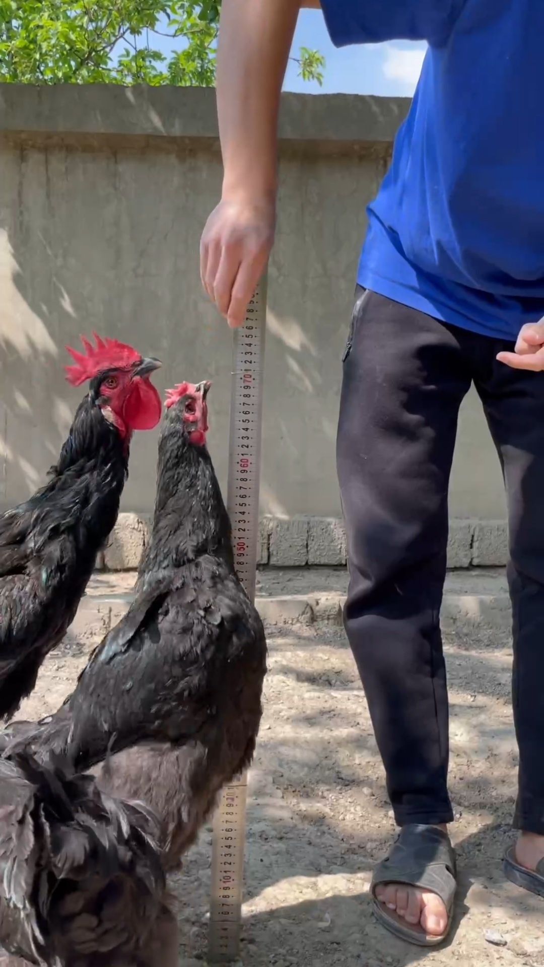 Gigant qora shaxzoda tuhunlari sotiladi