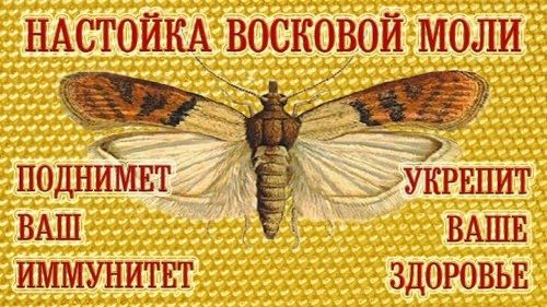 Продам настойку огневки, восковой моли!