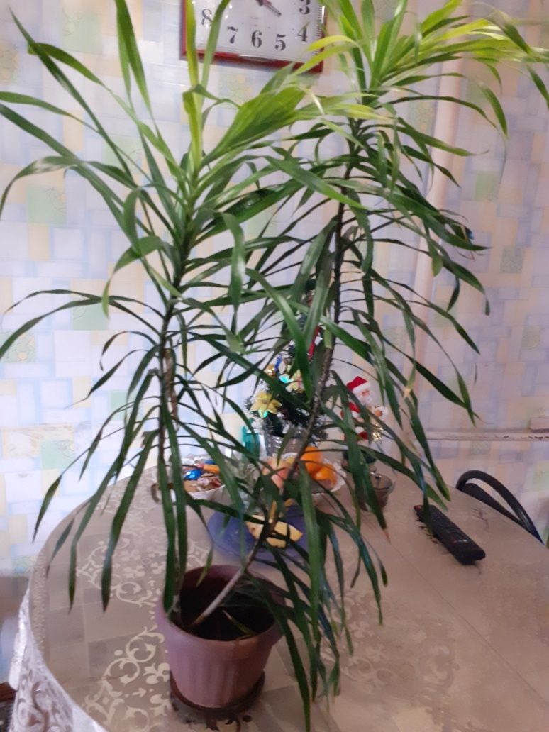Пальма драцена  растение