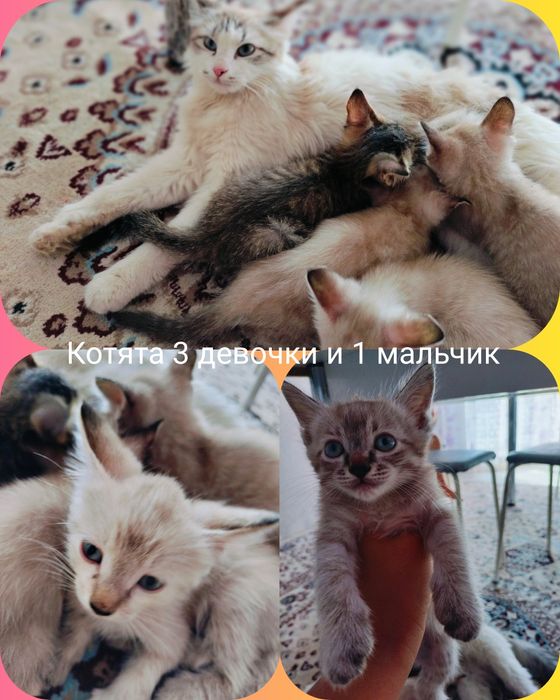 Катята 3 месячные 3 девочки и 1 мальчик