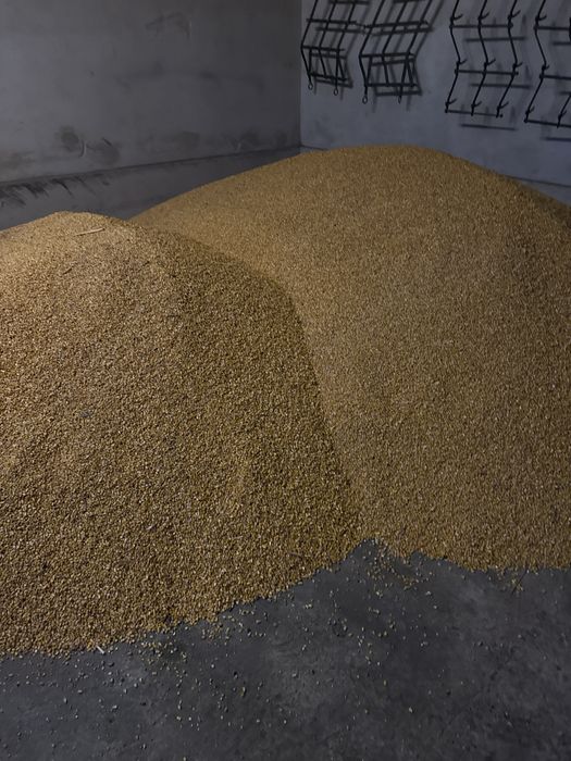 Porumb uscat recolta 2025 la pretul de 1 ron