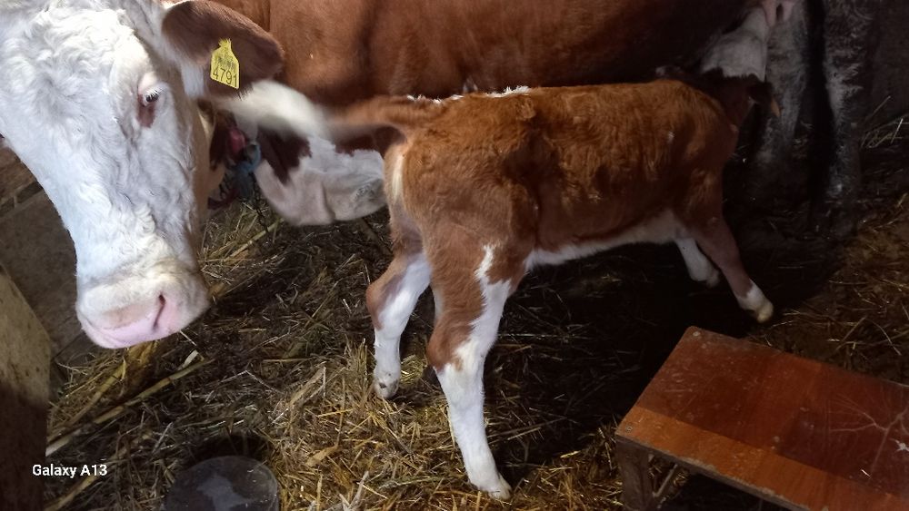 Vaca cu vitea Baltata Romaneasca.
