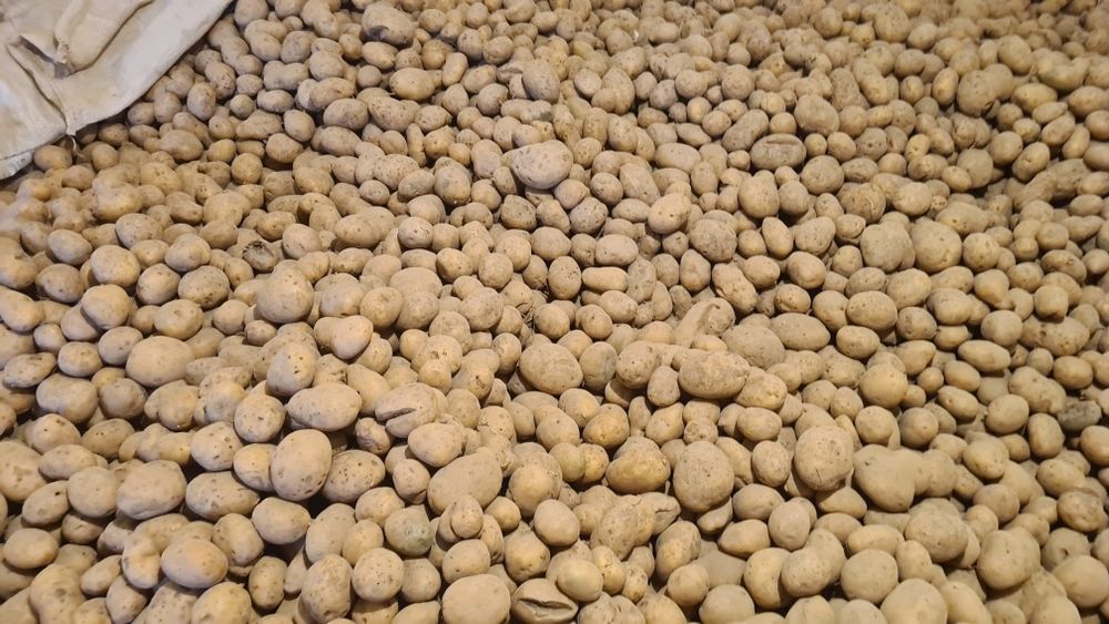 Vand cartofi  calitatea a doua