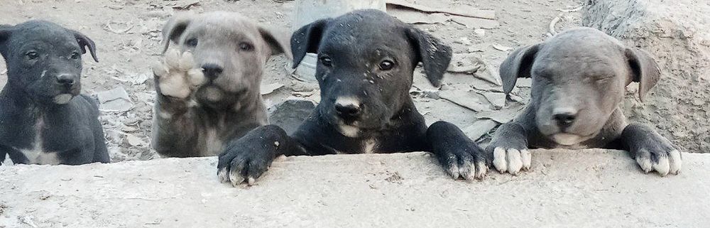 Продаётся питбуль