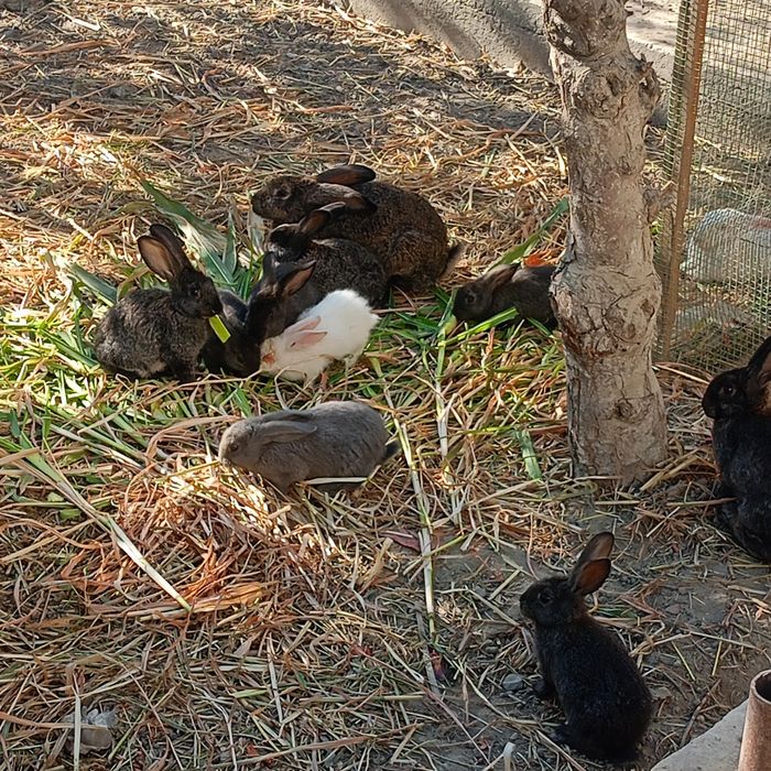 Куйонлар сотилади