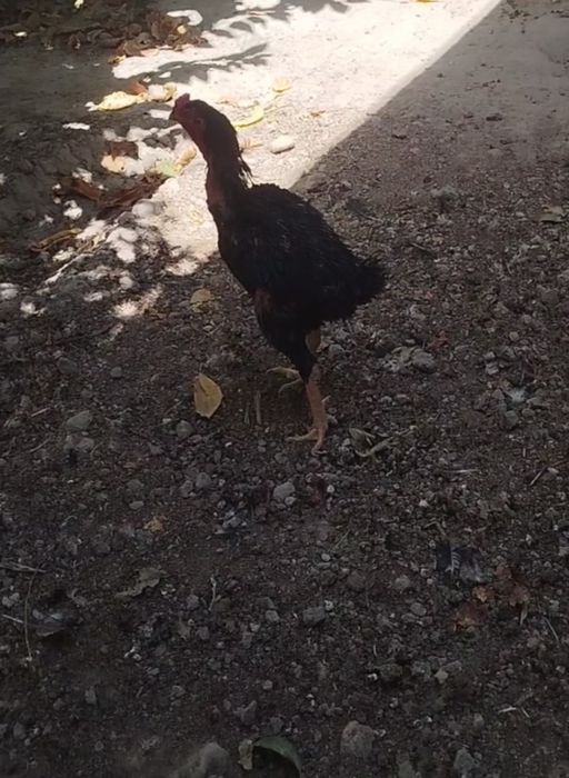 Dakan xo'roz sotiladi!