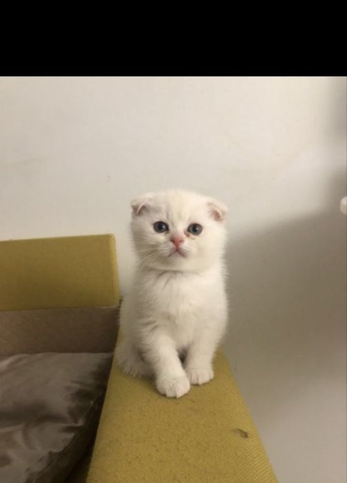 Skotish fold 2 oylik