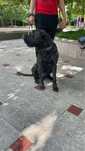 Dau spre adoptie un presa canario