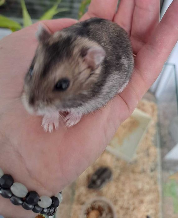 Hamsteri foarte blanzi si dragalasi animale de companie