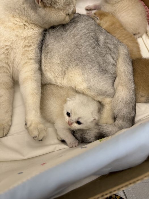 Британские серебристые шиншиллы