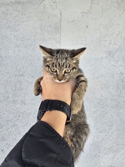 Срочно отдам котёнка в добрые руки