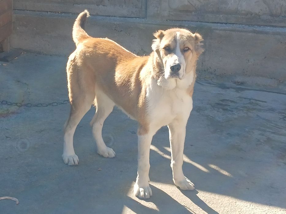 Алабай ургашы сатылады