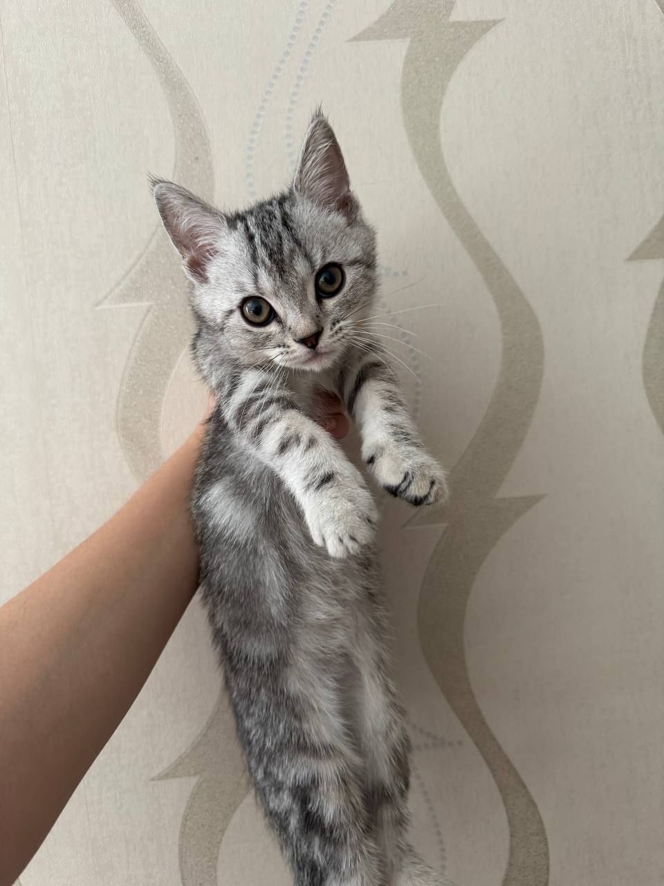 Продам котят породистых скоттиш страйт и скоттиш фолд