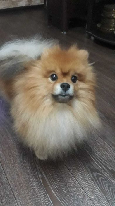 Вязка_Шпиц немецкий малый кобель - вязка