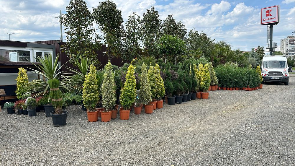 Iuca rostrata bosai ilex maslini tuia brazi spirale forme inupar etc