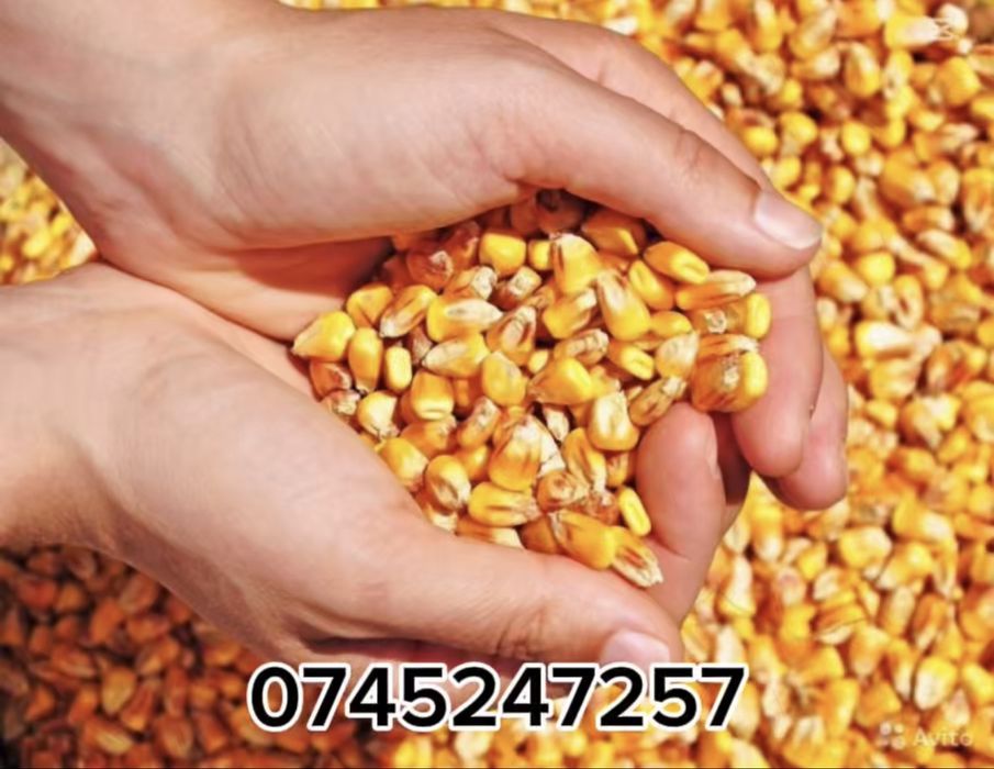 Vând porumb boabe 150 lei