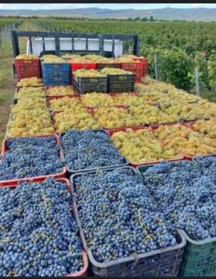 Vând struguri de vin cu transport la domiciliu