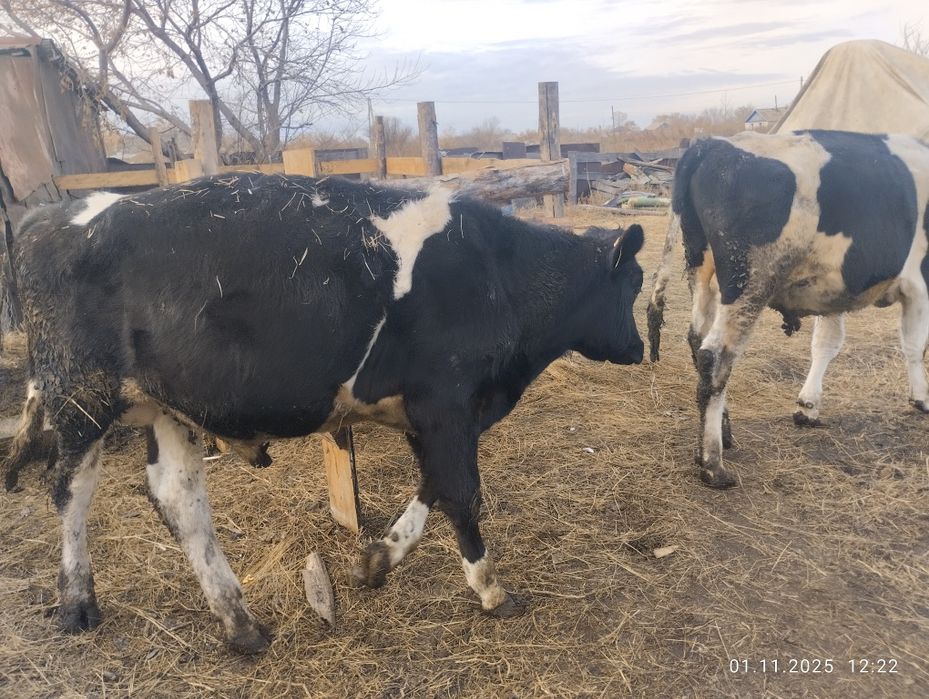 Продам быков 1.2