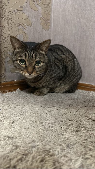 Отдам даром кота, кастрирован , знает лоток