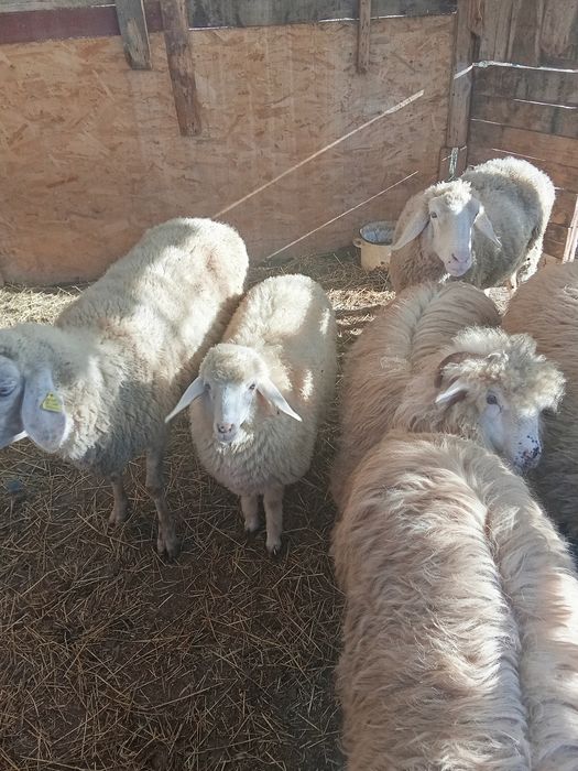 Oi de vânzare gestante