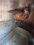 Fazan comun maturi.Reproducatori.oua fazan comun