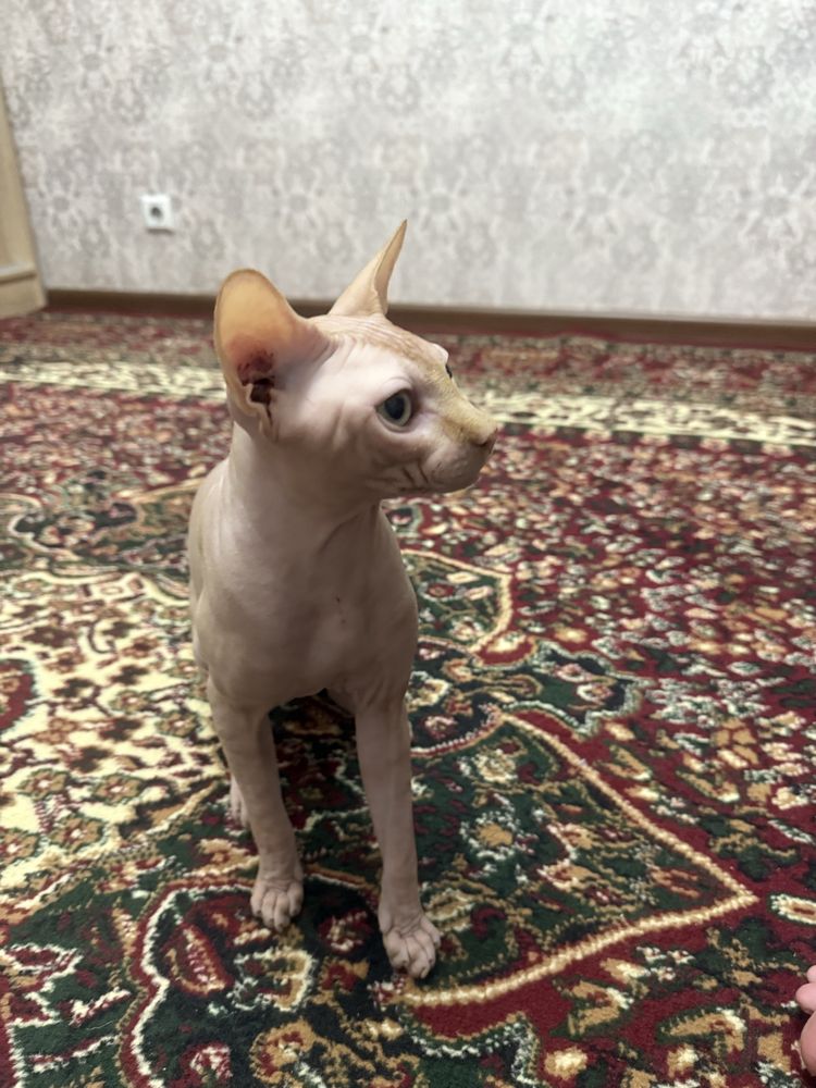 Сфинкс 100$ мальчик годик