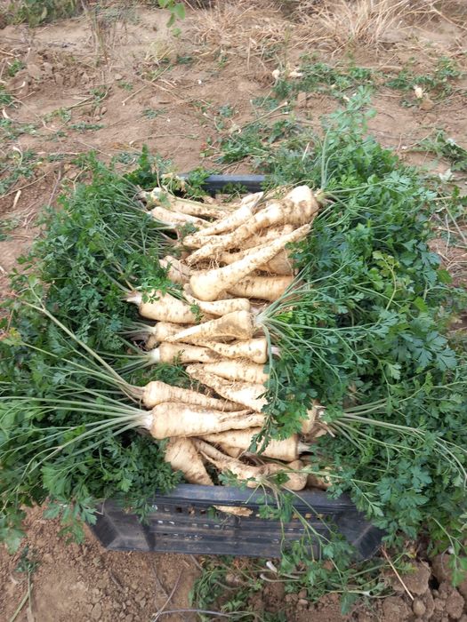 Pătrunjel de vânzare