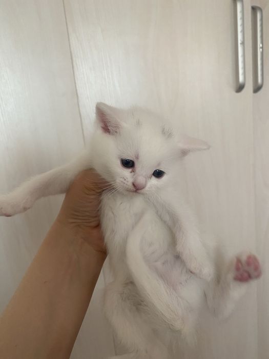 Скоттиш страйт. 16. 10. 25. Угил бола