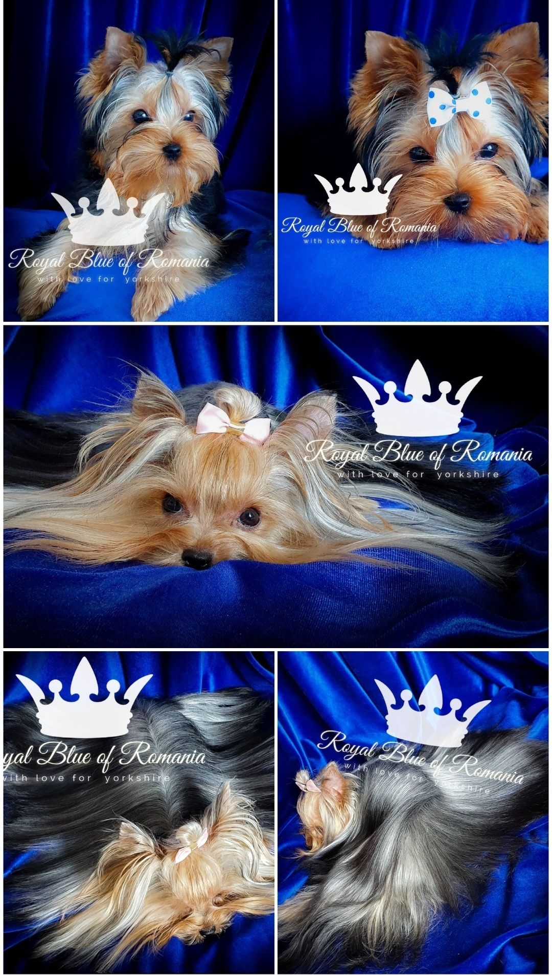 Pui Yorkshire Terrier Royal Blue of Romania