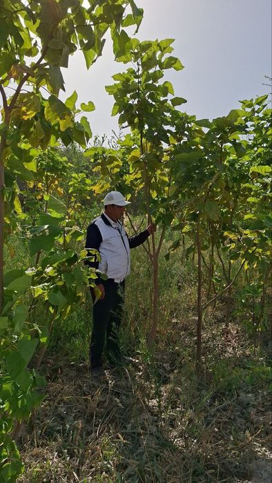 Yashil makon loyihasi