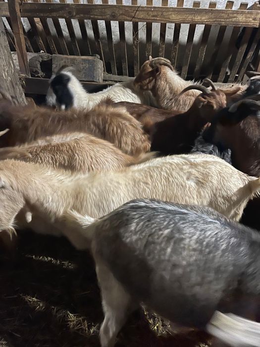 Vand 100 capre  tinere de lapte