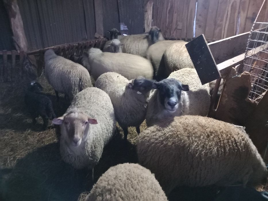 Vînd oi metiș sulfoc