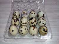 Продавам домашни пъдпъдъчи яйца произведени в с. Нови Хан, София