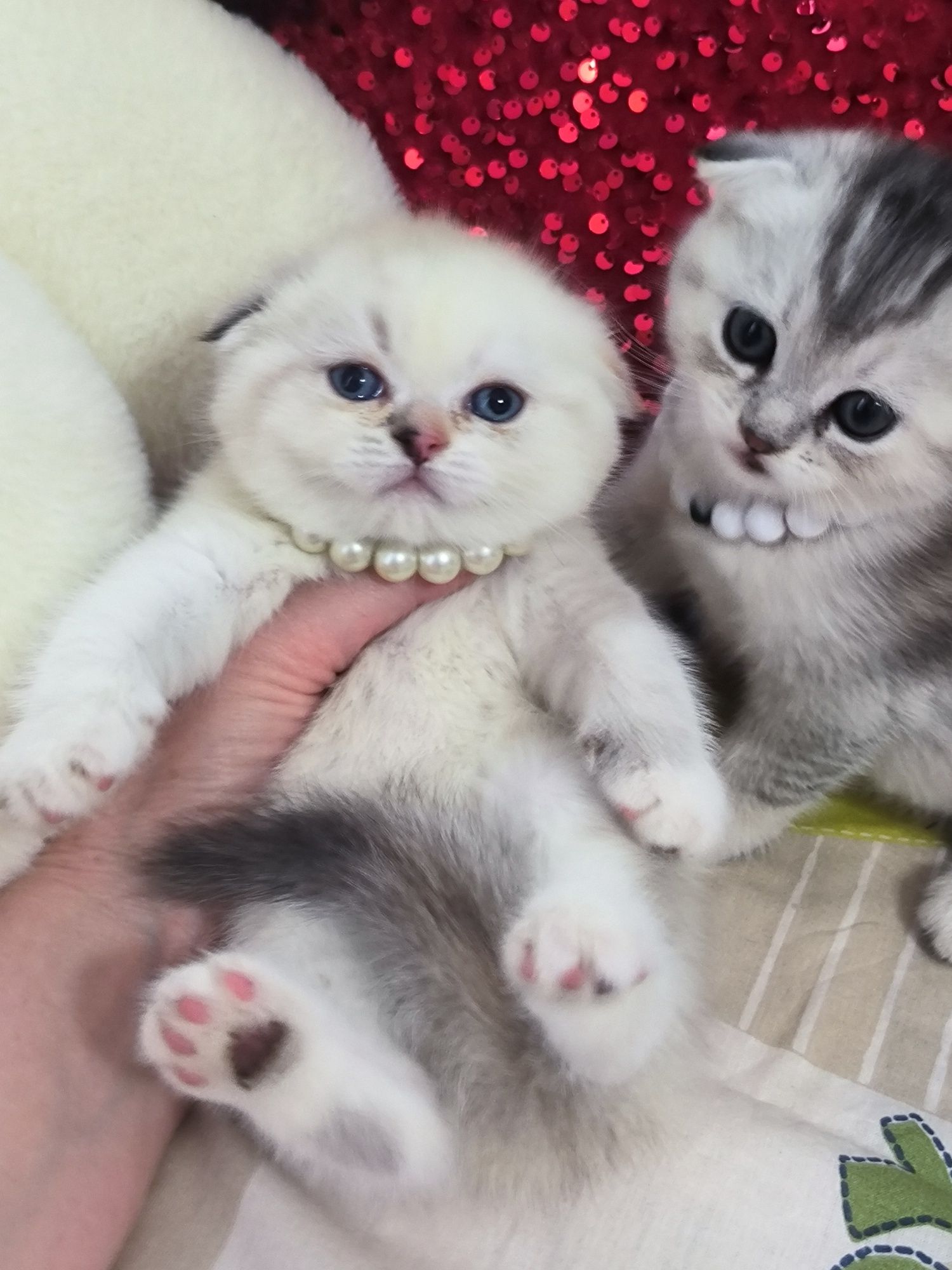 Котята чистокровные