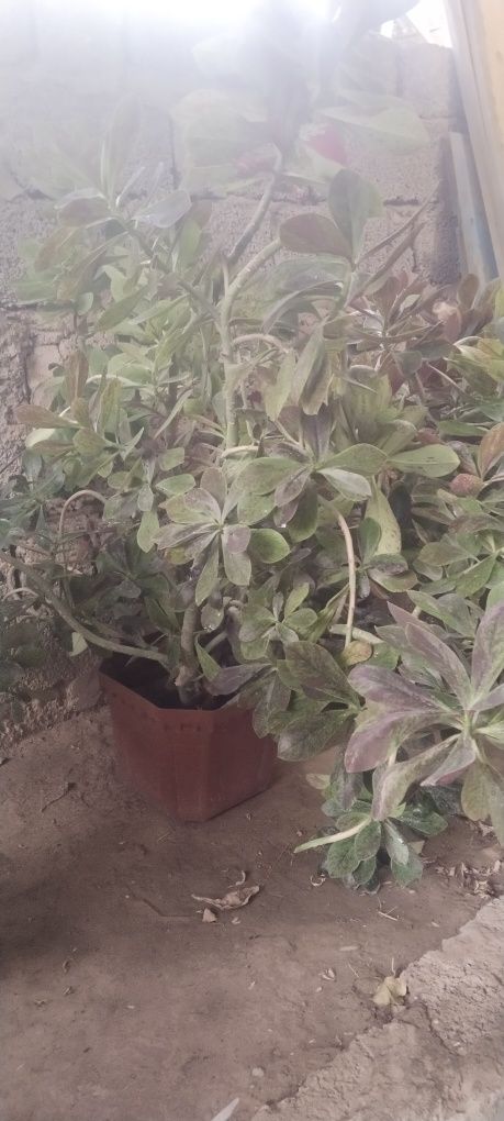Honaki gullar katta