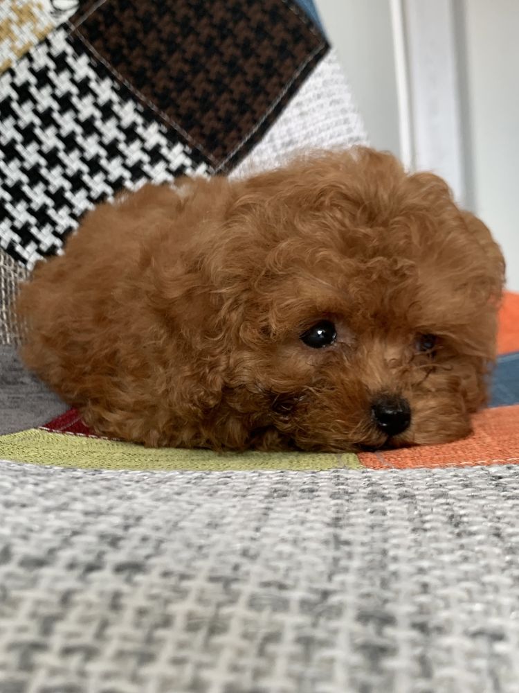 Пудел Той,Poodle Toy
