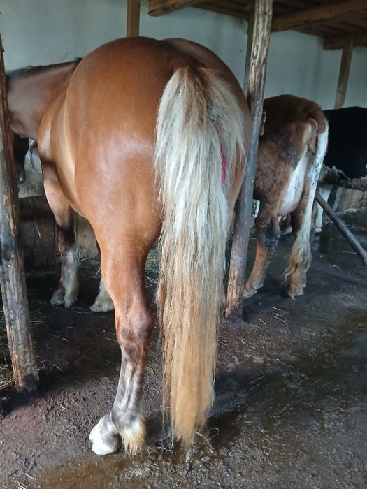 Cal de vânzare 4 ani