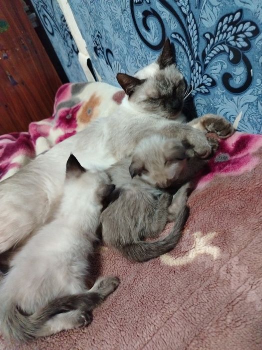 Сиамский пишик киз