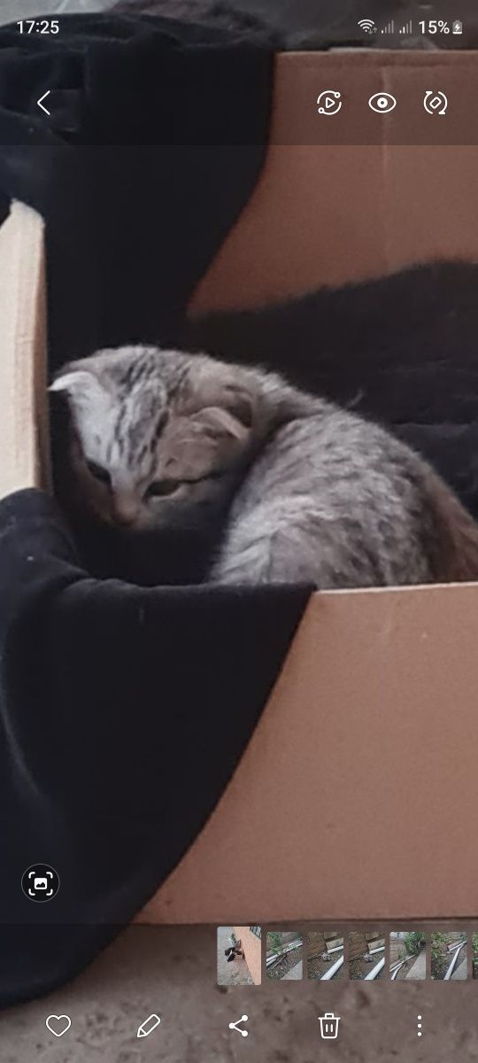 Котята в хорошие руки бесплатно