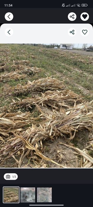 Makka poya sotladi 7000sum bogʻi katta katta