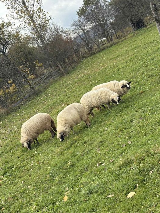 Oi de vânzare breze