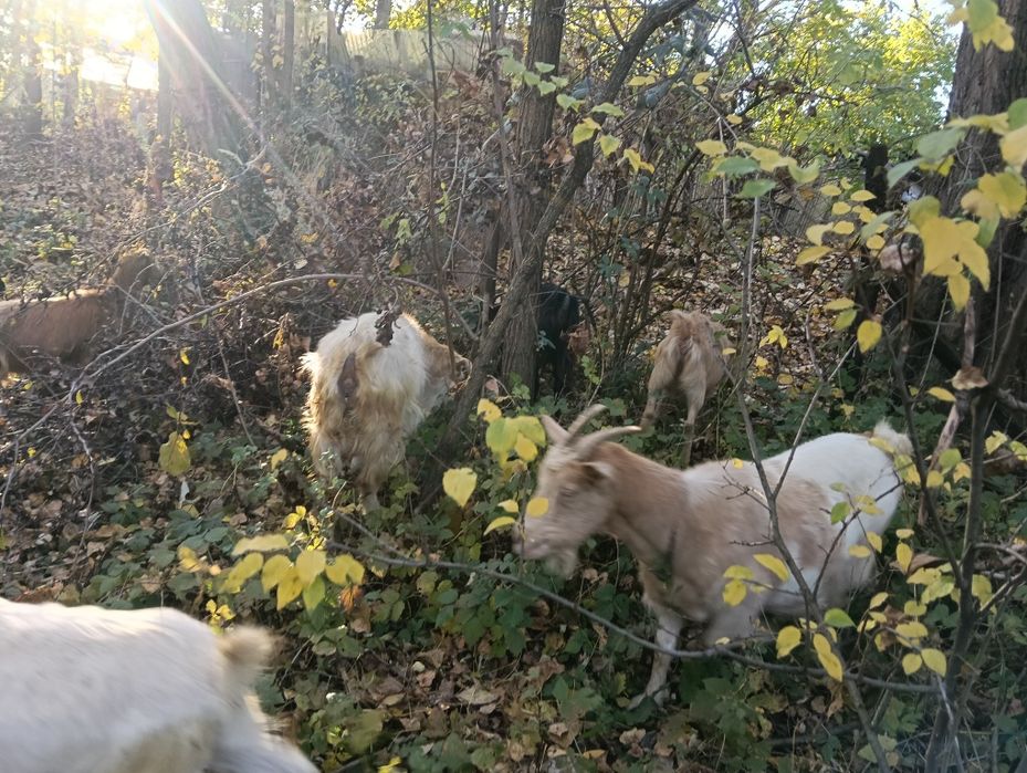 De vânzare capre românești