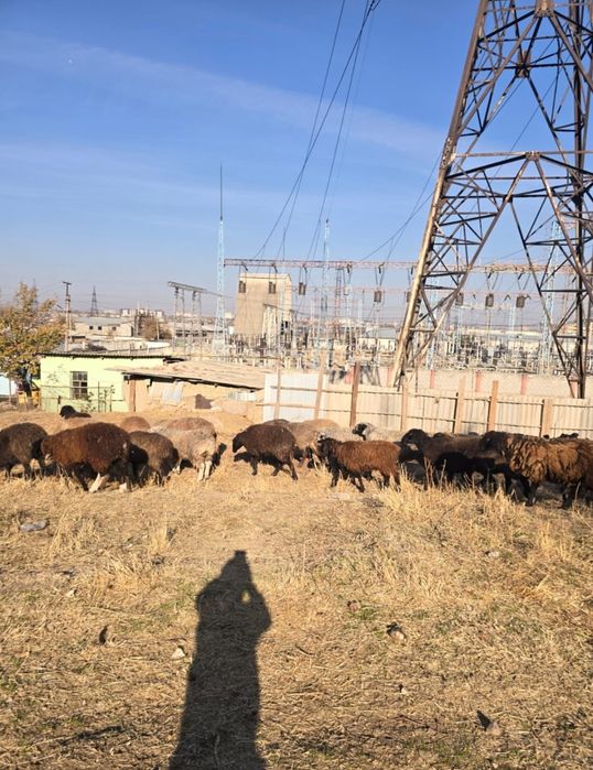 Кой токты кошкар