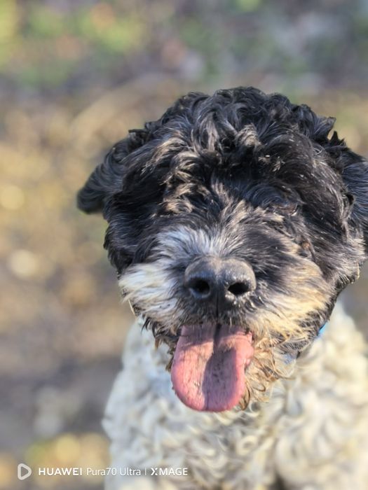 Кучета за трюфели