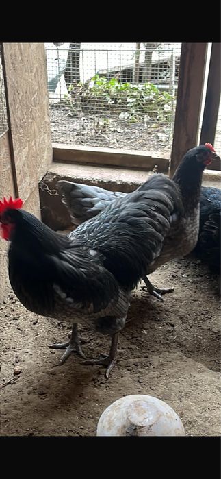 Cocosi austraulop pe albastu 2024