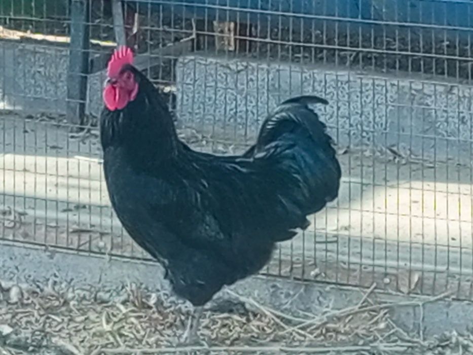 Хўроз тоуқлар сотилади, Продам куры и петухи.